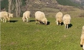 Вълци нападат стада в Боровица