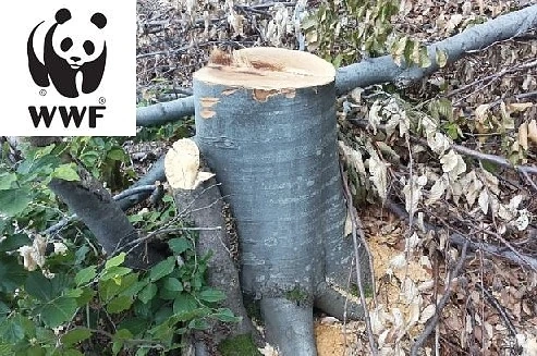 Интерпол си избра компрометиран партньор в България – WWF