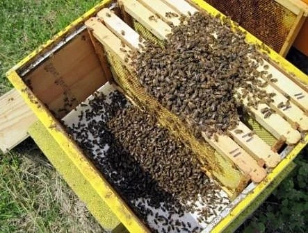 Масово отравяне на пчели в Добричко и Бургаско