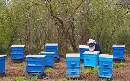 Свикват извънредно Консултативния съвет по пчеларство