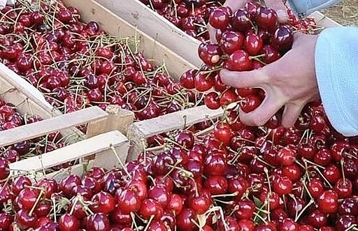 10 лева се предлагат черешите в Дупница    