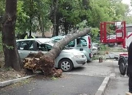 Дърво падна върху коли в столичния кв. \