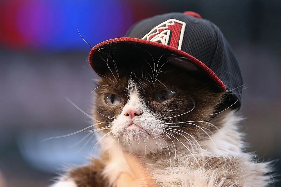Сърдитата котка (Grumpy Cat) почина!   