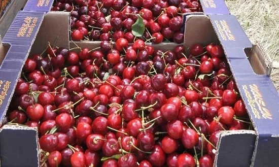 Гръцките череши се харчат по 7 лева килото