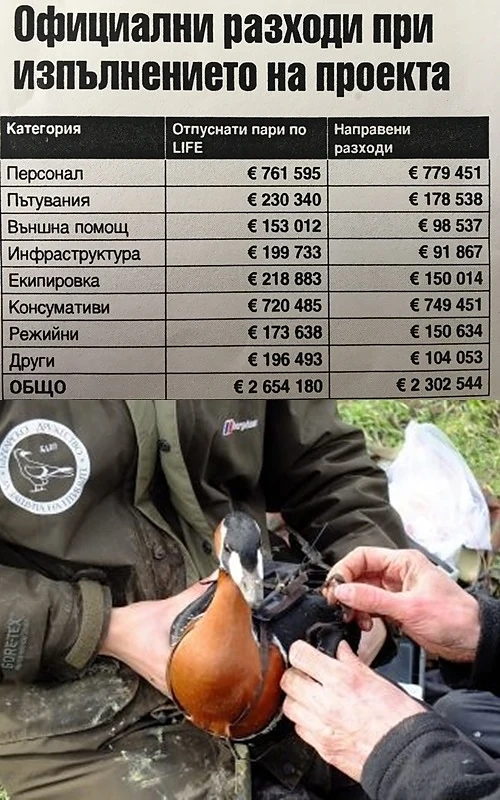 Златна гъска храни „еколозите“
