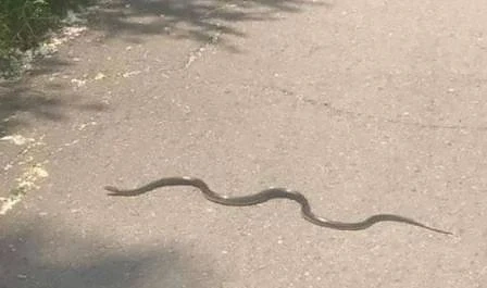 Бум на змии в столичните паркове