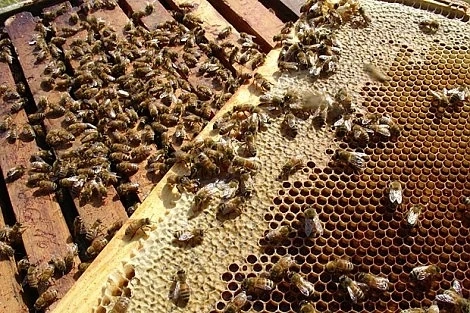  Компенсират пчеларите с 600 000 лева при щети от растителна защита 