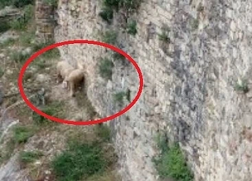 Стадо овце падна от скалите на Царевец (СНИМКИ)