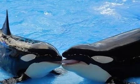 Косатки се целуват с езици за сдобряване