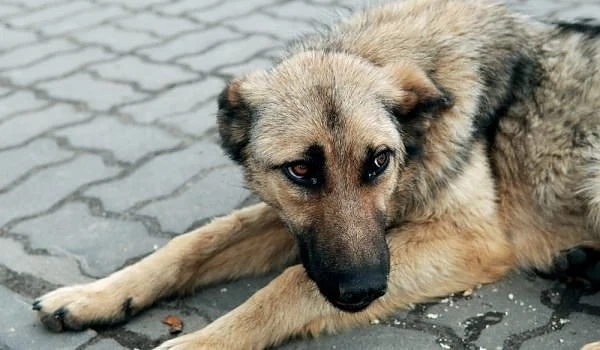 Бездомно куче нападна дете в центъра на Хасково
