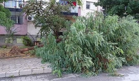 Силна буря изкорени дървета в Благоевград (СНИМКИ)