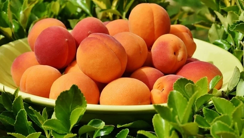 Производителите на кайсии не могат да продадат продукцията си
