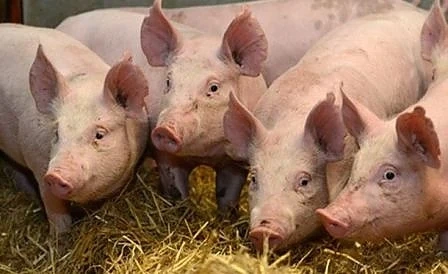 Обявиха бедствено положение и в Разград заради чумата по свинете