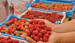 Малинопроизводителите у нас пред фалит 