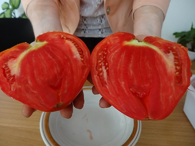 Рекордни цени на българските домати