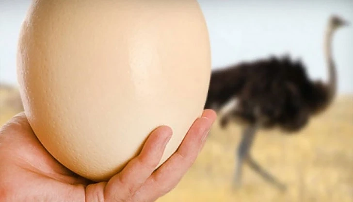 Откриха щраусово яйце на 8,5 млн. години