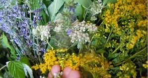 100 лева на ден за берачи на билки