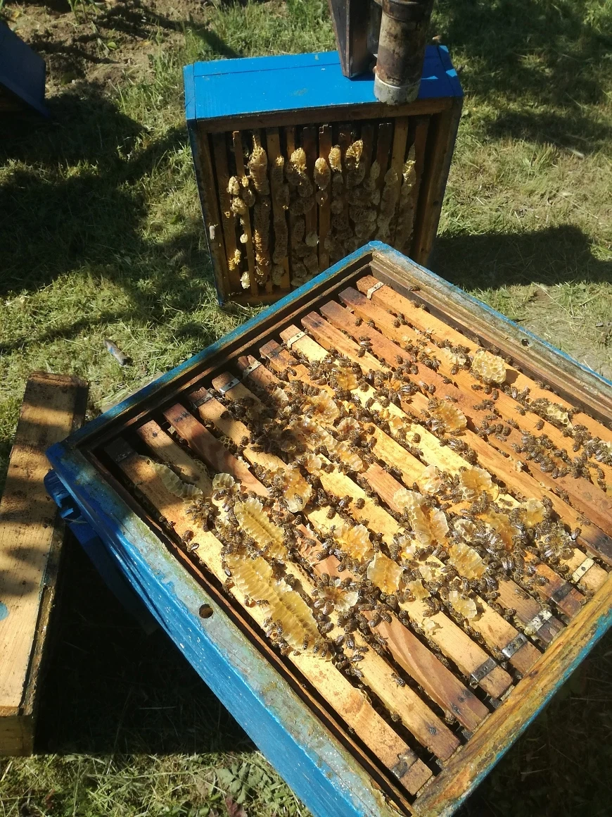 30% по-ниски добиви на пчелен мед у нас през тази година