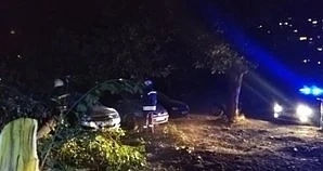 Дърво падна в столицата, затисна 3 коли