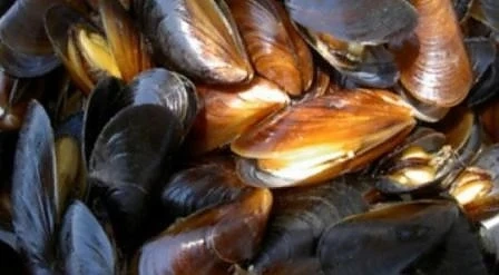20 хиляди тона миди може да вадим от Черно море