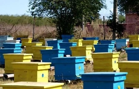 Пчеларите получават 4,5 млн. лева по de minimis