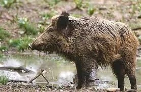 Откриват сезона за групов лов на дива свиня