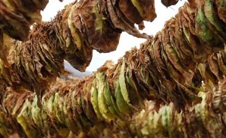 Изкупните цени за тютюна с 10-15% по-високи от миналата година