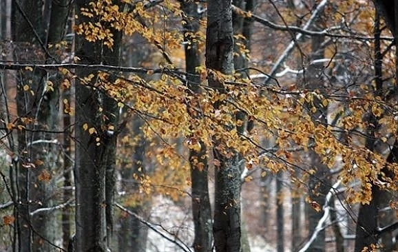 Днес облачно с максимални температури между 9° и 14°