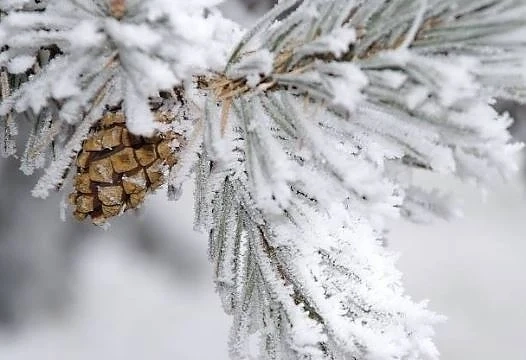 Днес облачно с максималните температури ще са между 5° и 10°