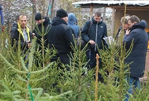 За какво да внимаваме при покупката на елха
