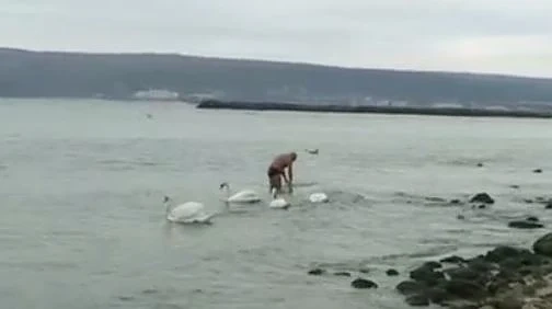 Лебедите в морето във Варна не трябва да бъдат хранени 