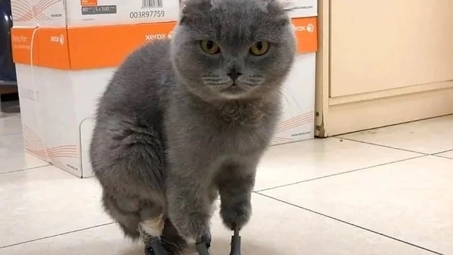 Димка е второто коте в света с 4 протези