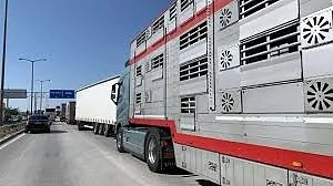 МВР с актуални данни за трафика на българските ГКПП-та