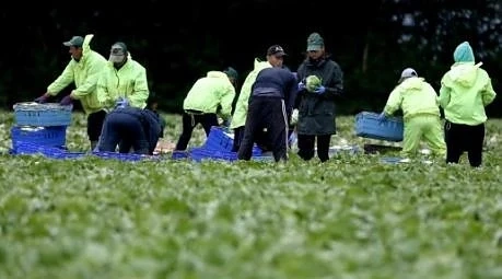 Германия ще приеме сезонни работници от България, въпреки кризата с COVID-19