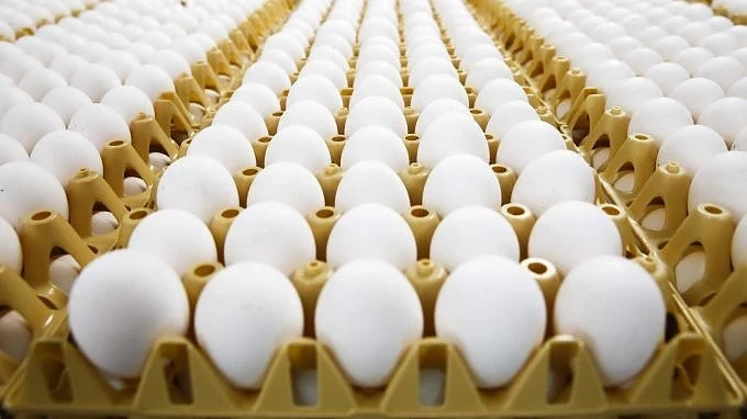 БАБХ започва засилени проверки на производството и търговията с яйца