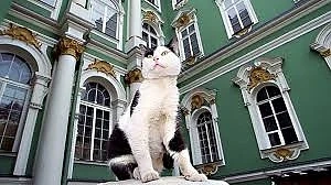 Котките на Ермитажа могат да се видят онлайн