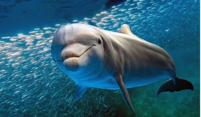 Делфини се появиха близо до туристически обект в Истанбул (ВИДЕО)