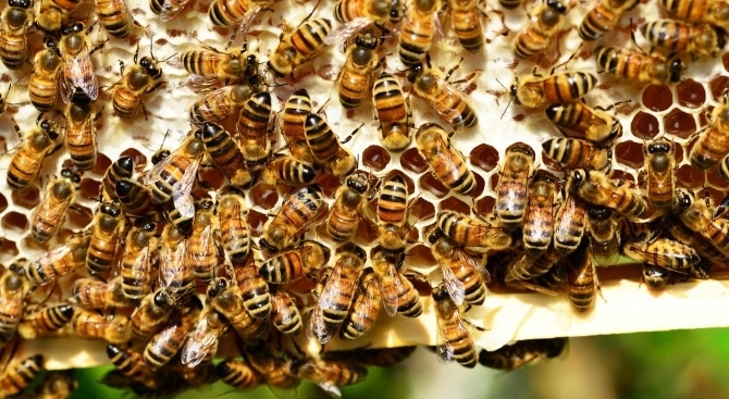 Масов мор на пчелите в Плевенско