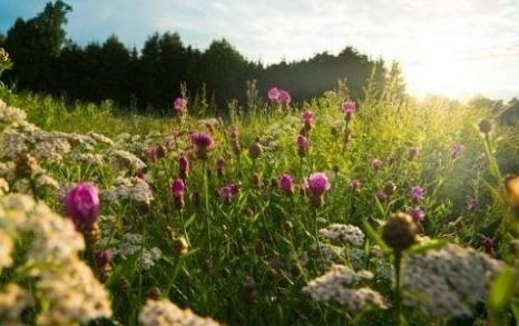 Защитените ни територии двойно повече от средното за ЕС