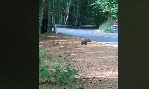 Заснеха мечка с две мечета под Рилския манастир (ВИДЕО) 