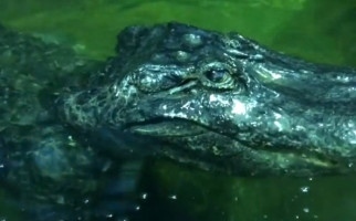 В Московския зоопарк умря любимият алигатор на Хитлер