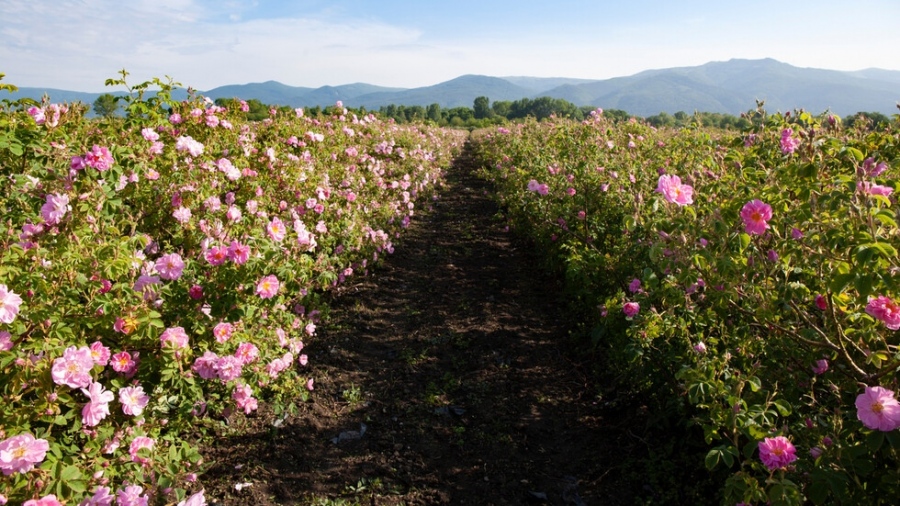 Розопроизводителите разгневени: Ще изкореним розовите насаждения и ще насадим картофи и лук
