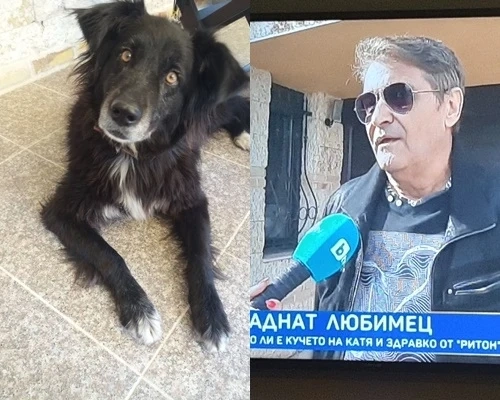  Здравко от Ритон за откраднатото им куче: Нямам думи, дано да е жива