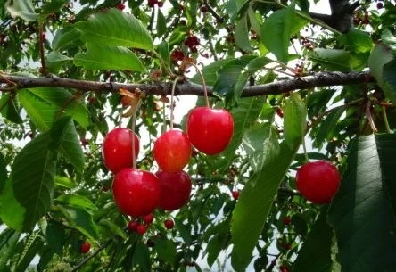 Сезонът на черешите тази година закъснява