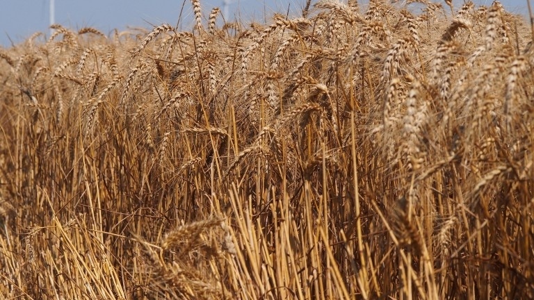 По-слаба зърнена реколта е жътвата тази година
