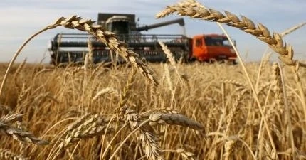Реколтата от пшеница намалява с близо 20%