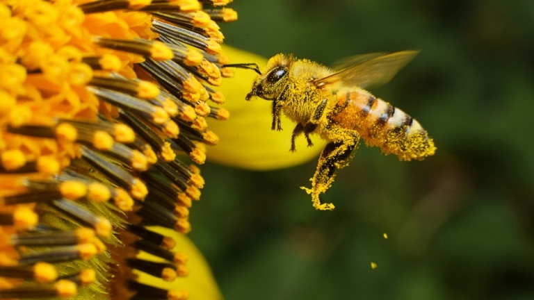 Над 500 000 лева кредити от ДФЗ са отпуснати на пчеларите 