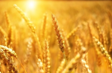 Добивите на пшеница по-ниска с 18%