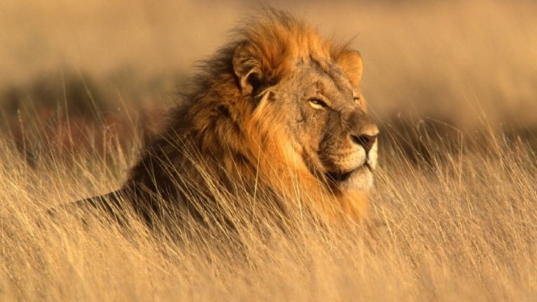Световен ден на лъва