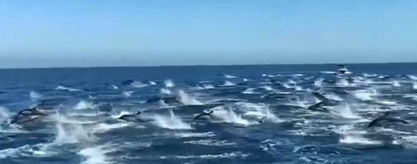 Стотици делфини край бреговете на Калифорния (ВИДЕО)
